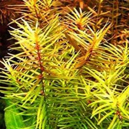 Peplis Diandra/ Didiplis diandra (Pot)