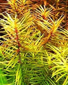 Peplis Diandra/ Didiplis diandra (3 stem cuttings)