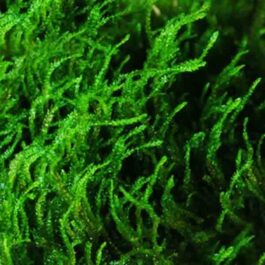 Taxiphyllum sp Flame/ Flame Moss (on rock)/ loose portion/ mesh