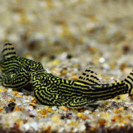 Hillstream Loach