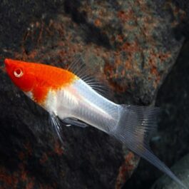Kohaku swordtail fish pair