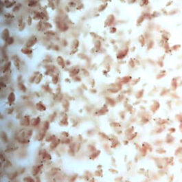 Live feed bulk pack (Moina micrura, Moina, Dalphnia, Paramecium, Rotifer)