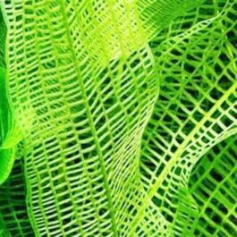 Madagascar lace plant/ Aponogeton Madagascarensis (single plant)