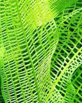 Madagascar lace plant/ Aponogeton Madagascarensis (single plant)