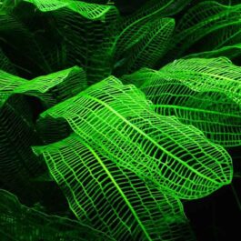 Madagascar lace plant/ Aponogeton Madagascarensis (single plant)