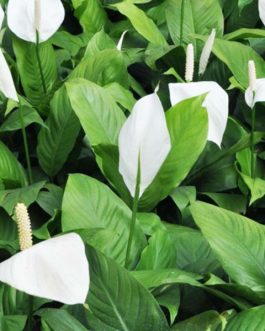 Peace lily (single large plant)