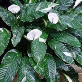 Peace lily variegated (single plant)