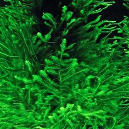 Peacock moss/ Taxiphyllum Peacock Moss (pouch/ steel mesh)