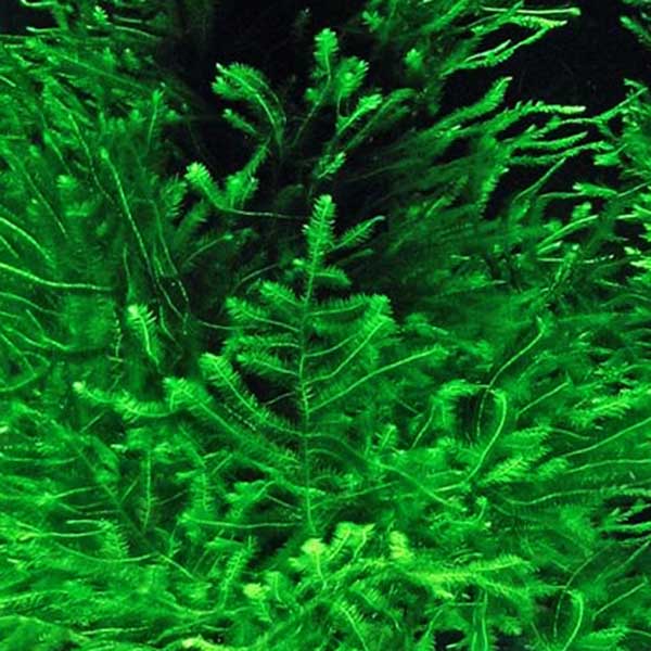 Peacock moss/ Taxiphyllum Peacock Moss (pouch/ steel mesh)