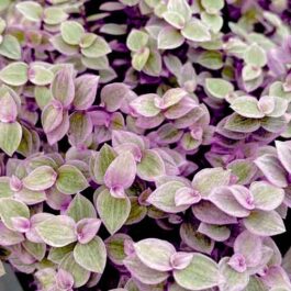 Pink lady turtle wine/ Callisia repens Pink Lady (pot)