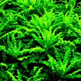 Pogostemon helferi (Pot)