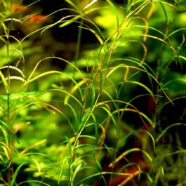 Potamogeton gayi (3 stem cuttings)