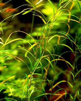 Potamogeton gayi (3 stem cuttings)