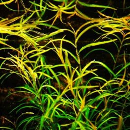 Potamogeton gayi (3 stem cuttings)