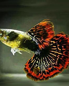 Dark ear red dragon guppy pair
