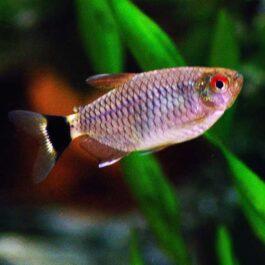 Red eye tetra ( 10 pieces)