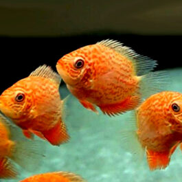 Red spotted severum fish (5 piece)