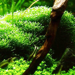 Riccia fluitans/ floating crystalwort/ riccia moss