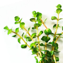 Rotala Indica (large pot)