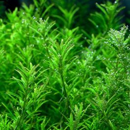 Rotala sp Wayanad (6 stems)