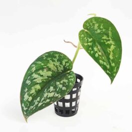 Satin Pothos/ Scindapsus Pictus (single plant)