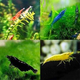 shrimp combo (red cherry, blue velvet, yellow golden back, black diamond pairs)