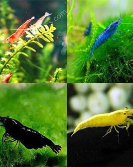 shrimp combo (red cherry, blue velvet, yellow golden back, black diamond pairs)