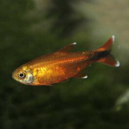 Silver tip tetra
