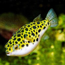Spotted congo puffer fish