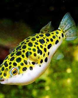 Spotted congo puffer fish
