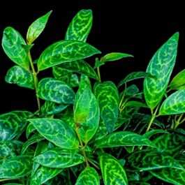 Tiger lipstic/ Black Pagoda Vine Plant/ Aeschynanthus longicaulis /Zebra Basket Vine (single plant)dd f