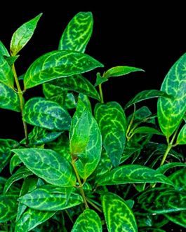 Tiger lipstic/ Black Pagoda Vine Plant/ Aeschynanthus longicaulis /Zebra Basket Vine (single plant)dd f