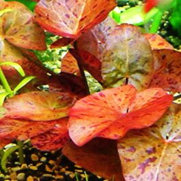 Nymphea Red Tiger Lotus/ Nymphaea zenkeri/ Tiger lily(1 plant)
