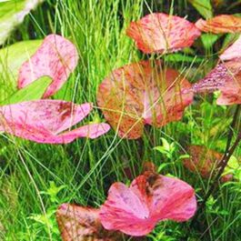 Nymphea Red Tiger Lotus/ Nymphaea zenkeri/ Tiger lily(1 plant)