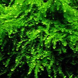 Weeping moss/ Vesicularia ferriei (5*5 cm mesh)/ pouch