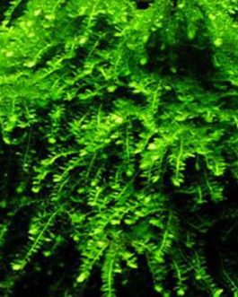 Weeping moss/ Vesicularia ferriei (5*5 cm mesh)/ pouch