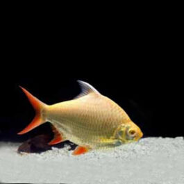 Albino Tinfoil Barb (10 Pieces)