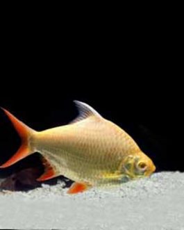 Albino Tinfoil Barb (10 Pieces)