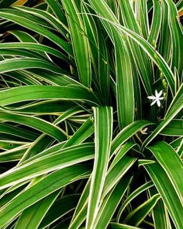 Bichetii Grass/ Chlorophytum bichetii