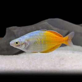 Boesemani Rainbow fish (5 Pieces)