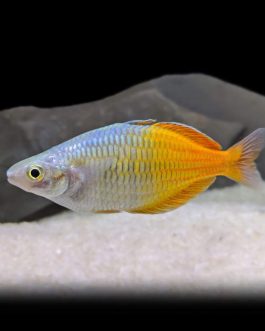 Boesemani Rainbow fish (5 Pieces)