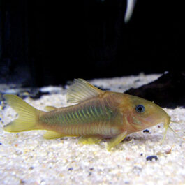 Corydoras fish (10 Pieces)