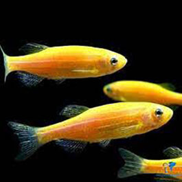 Yellow Zebra fish (10 Pieces)