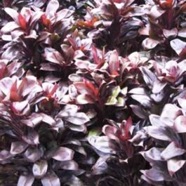 Dracaena Purple Compacta (Single plant)