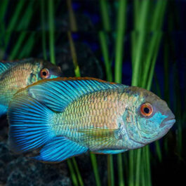 Electric Green Akara (10 Pieces)