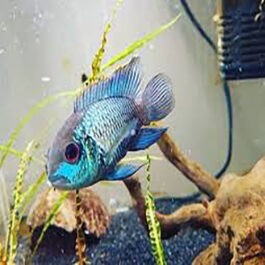 Electric Green Akara (10 Pieces)