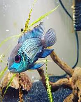 Electric Green Akara (10 Pieces)