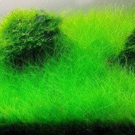 Japanese Dwarf Hairgrass/ Eleocharis Parvula ‘Japanese’ (1 bunch)
