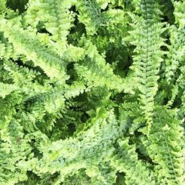 Emina fern (single plant)