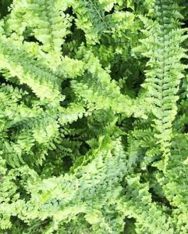 Emina fern (single plant)